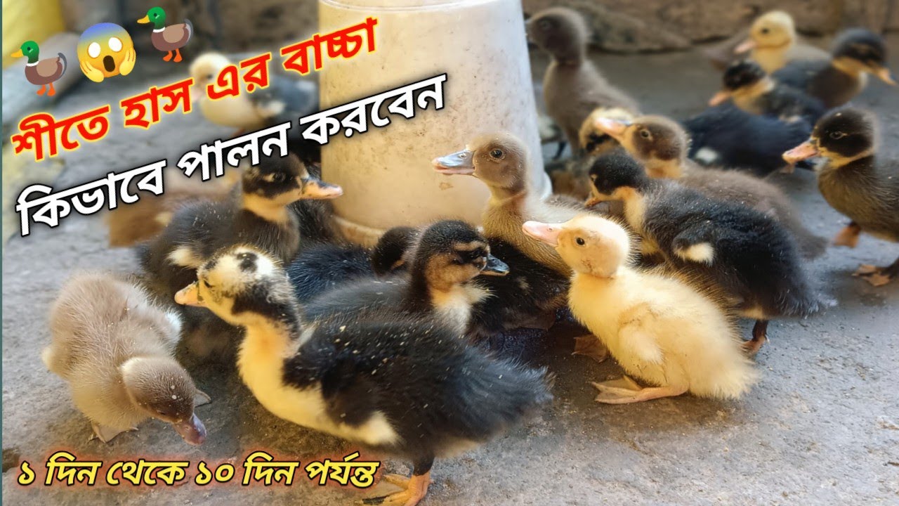শীতে হাস এর বাচ্চা কিভাবে পালন করবেন 🦆😱 || Duck fram video 🦆😱 