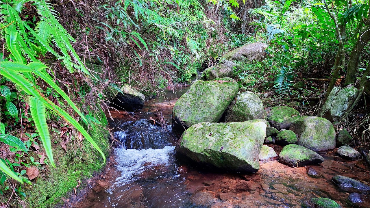 Natural Water Ambience for Sleep and Calm 🌿 Sound of Secret Forest Creek with Gentle Cascades