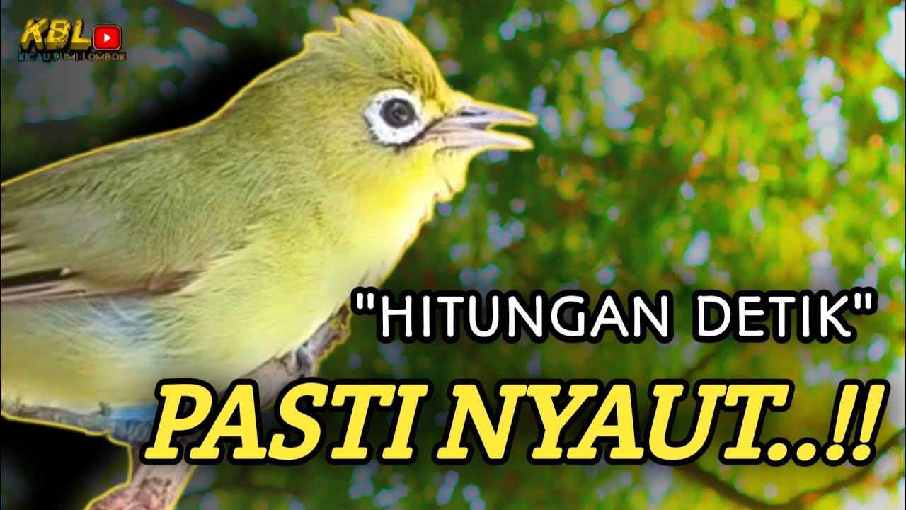 CIAK CIAK JOSS KECIAL KUNING AMPUH||PANCINGAN KECIAL MALAS BUNYI||