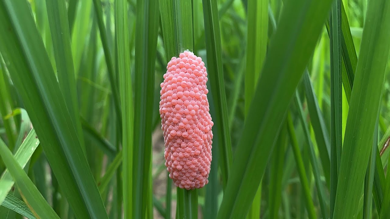 Let's look at the view in the fields.