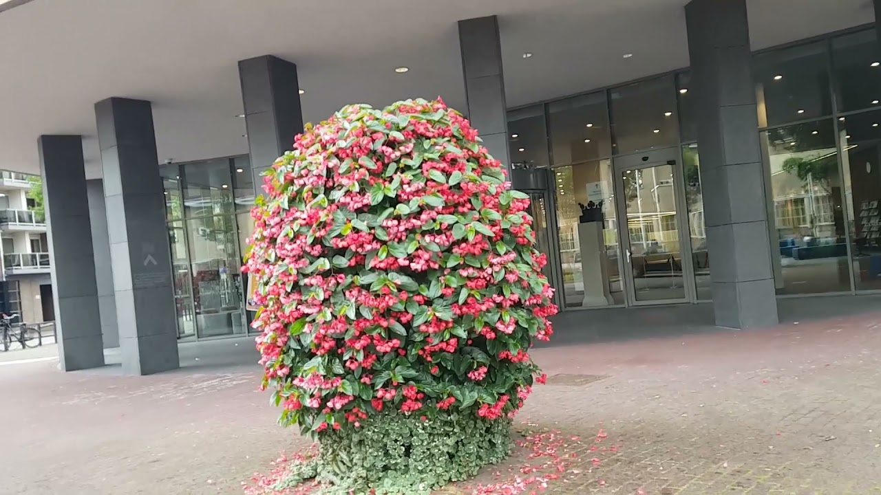 Street Walk in Centrum Weert