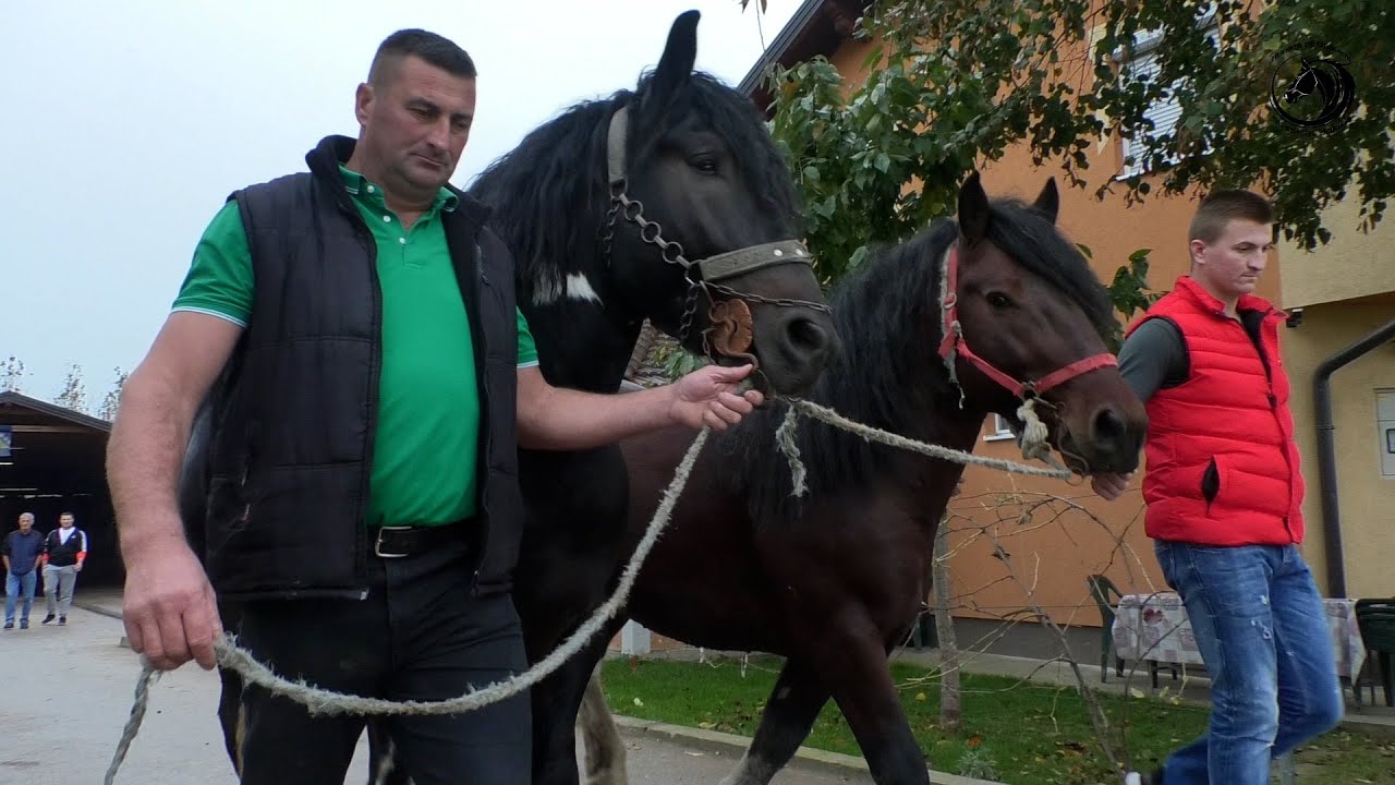500 ovaca i 100 krava sa bikovima te  20 konja čeka zimu u štali Naska Lejlića u selu Palanka -