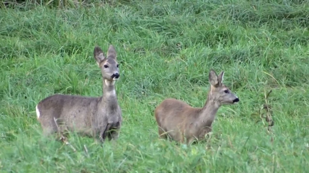 Stirna / Capreolus capreolus / Roe deer / Европейская косуля