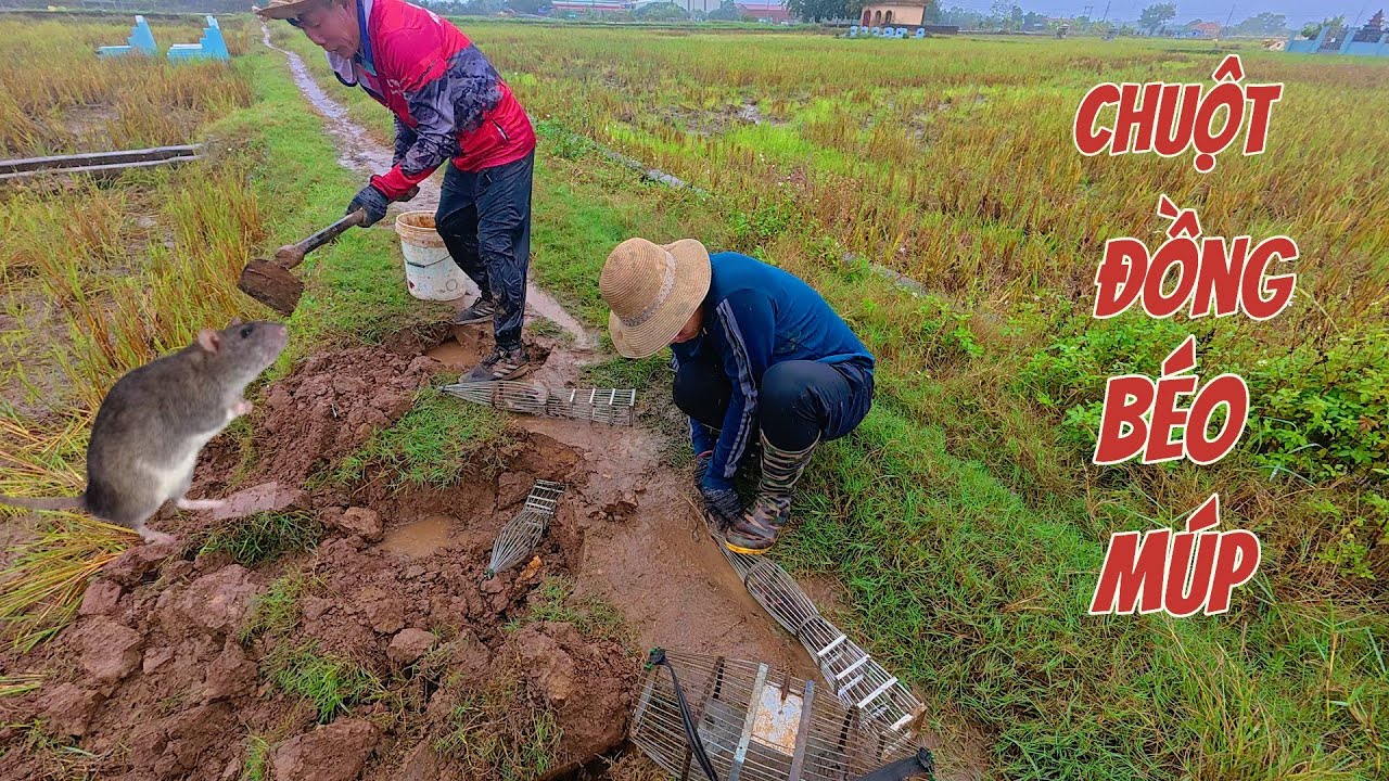 SỐC NẶNG / ĐỊA ĐẠO CHUỘT ĐỒNG