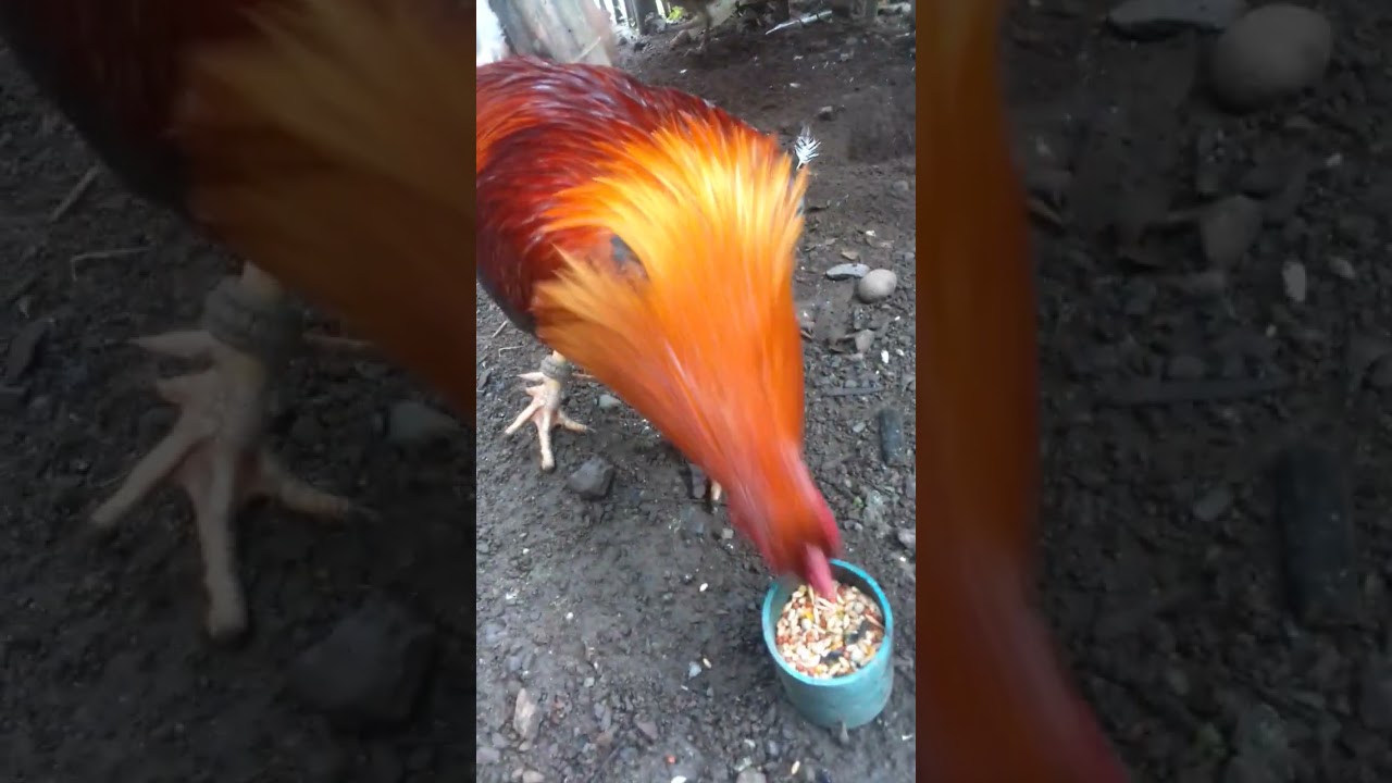 Mag tubong muna tayo ng manok guys.