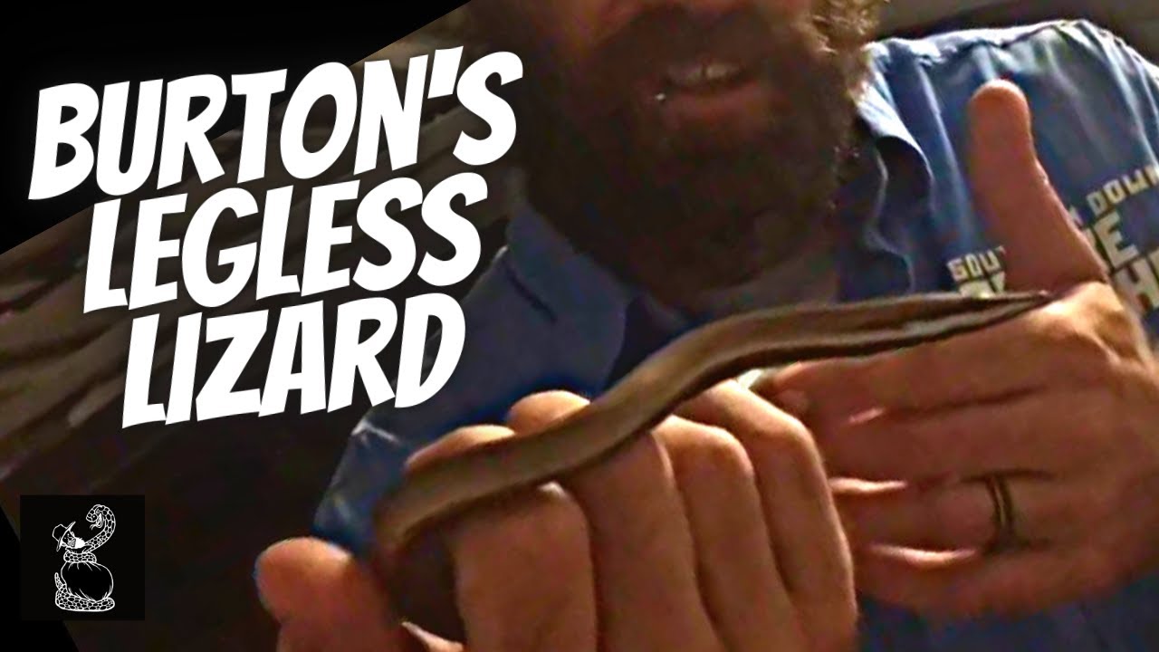 Burtons Legless Lizard - Urraween