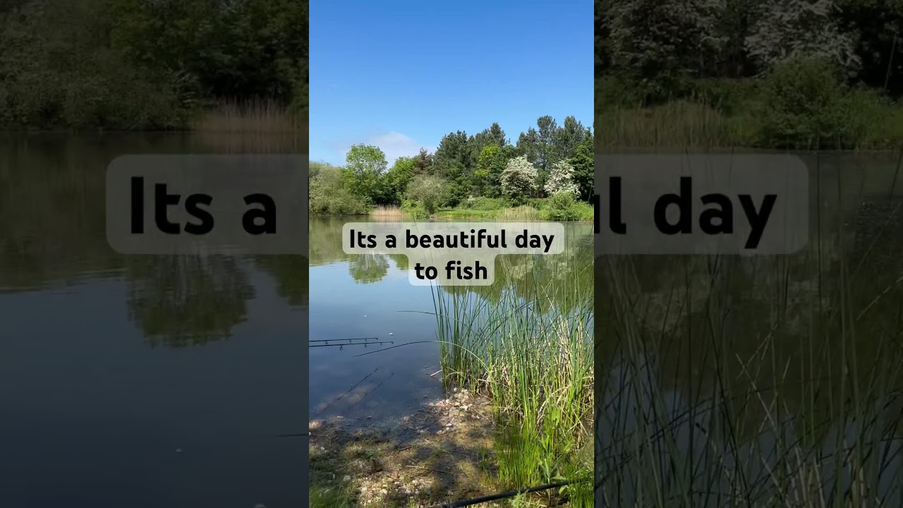 Fishing at my local day ticket fishery #carpfishing #fishing #dayticket #shorts