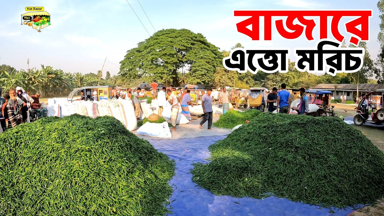কাঁচামরিচে ভরে গেছে বাজার | কাঁচা মরিচের দামের আপডেট | কেন্দুয়া কালীবাড়ি | Kendua Kalibari Bazar 