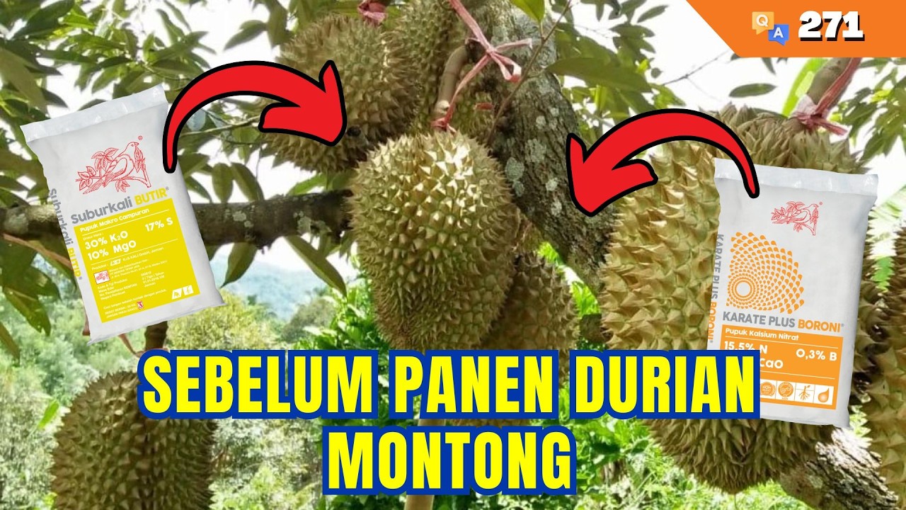 Cara Perbaikan Durian Mengkal Yang Buahnya Besar | Q&A #271