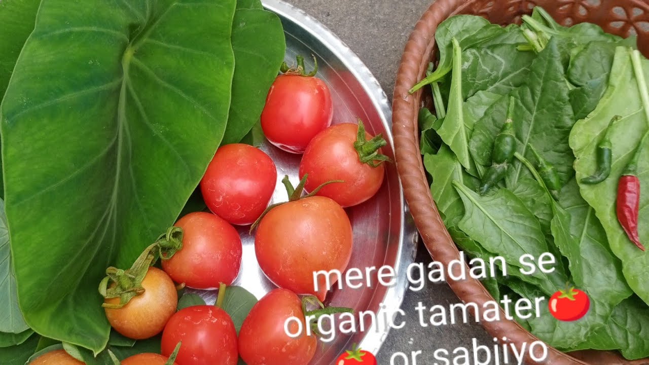Mere garden se organic tamater🍅🍅 or sabjiyo ki harvesting#gardening #homemade #viralvideo #garden 