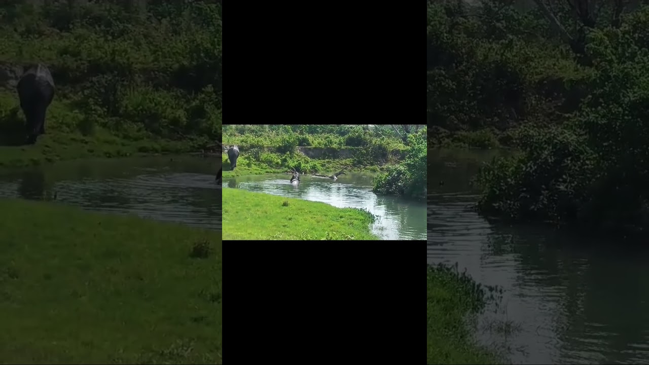 Elephants are the largest living land animals. #Forest#Assam #