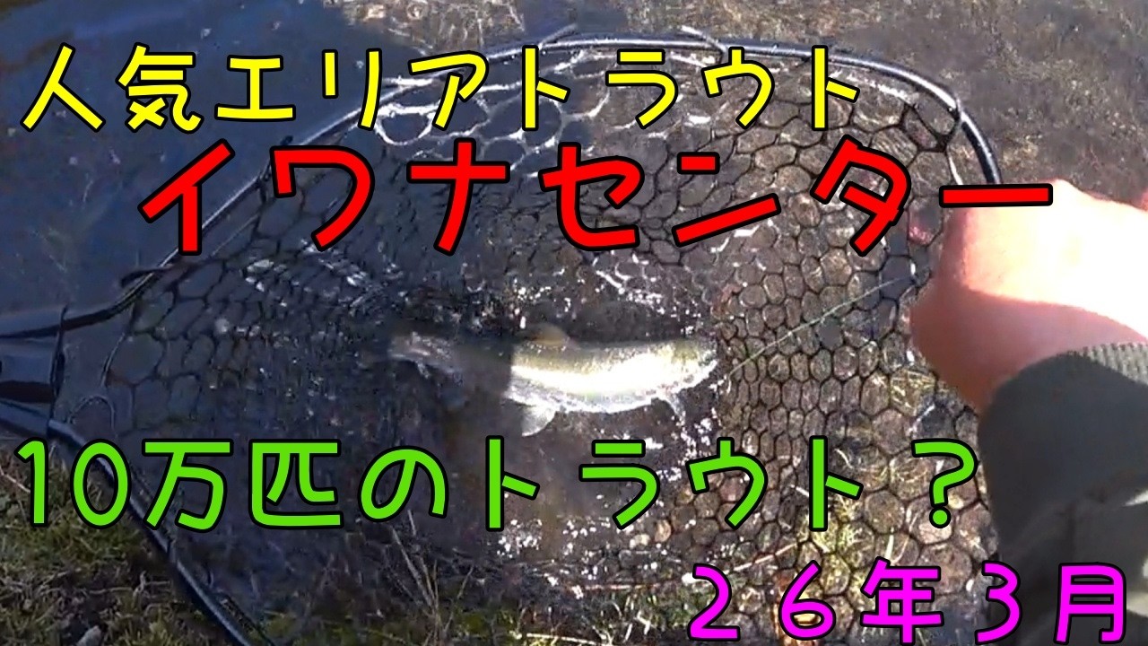【イワナセンター】26/3/1　10万匹のトラウトはどこへ？圧倒的な魚影？なにそれ・・どこへ・・・エリアトラウト