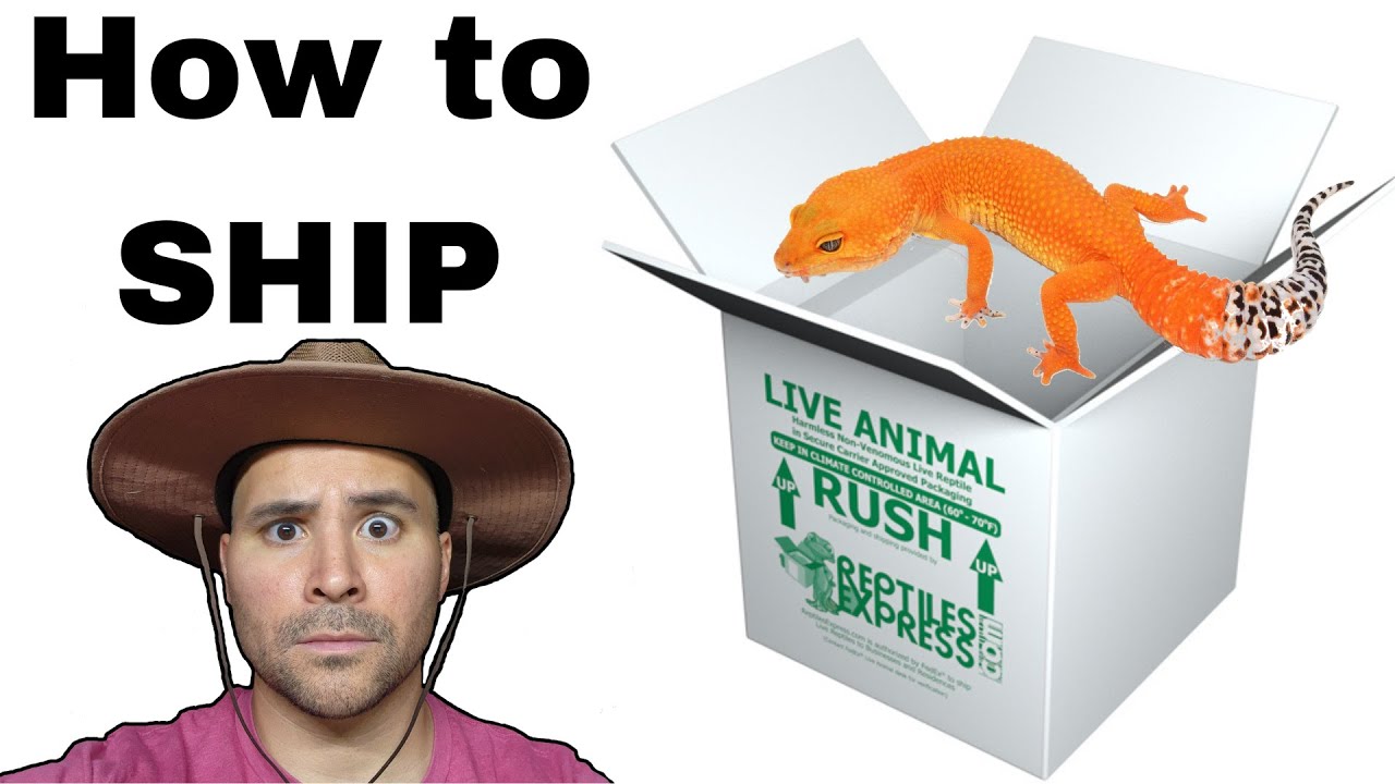 How to Ship Leopard Geckos | Small Box | in the SUMMER (2022)