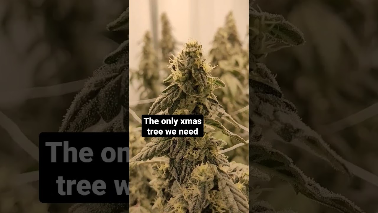 This is the best kinds tree #cultivation #grow #shippingcontainer #cannabis
