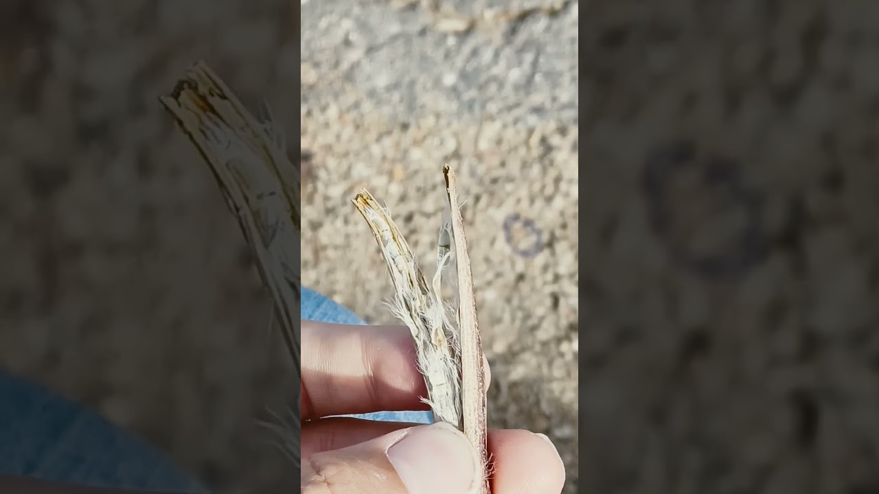 Wild Desert Discovery: Inside the seed and a bird surprise 