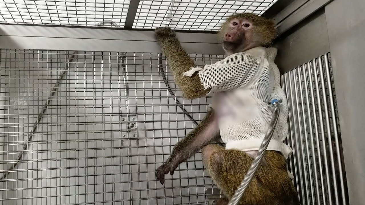 Inside Massachusetts General Hospital&rsquo;s Labs: Mutilated Bodies, Broken Minds