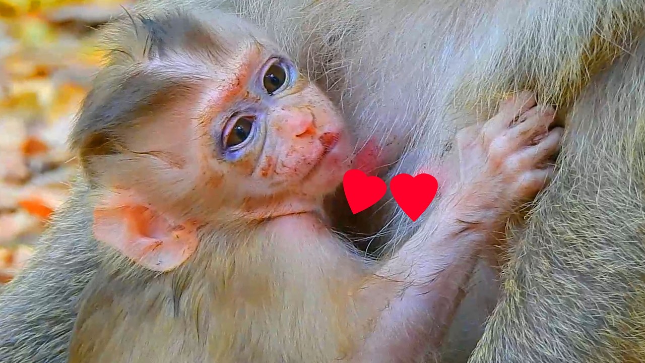 FYI! Update for newborn Boris's situation today, Newborn gets better after get love & care from mom