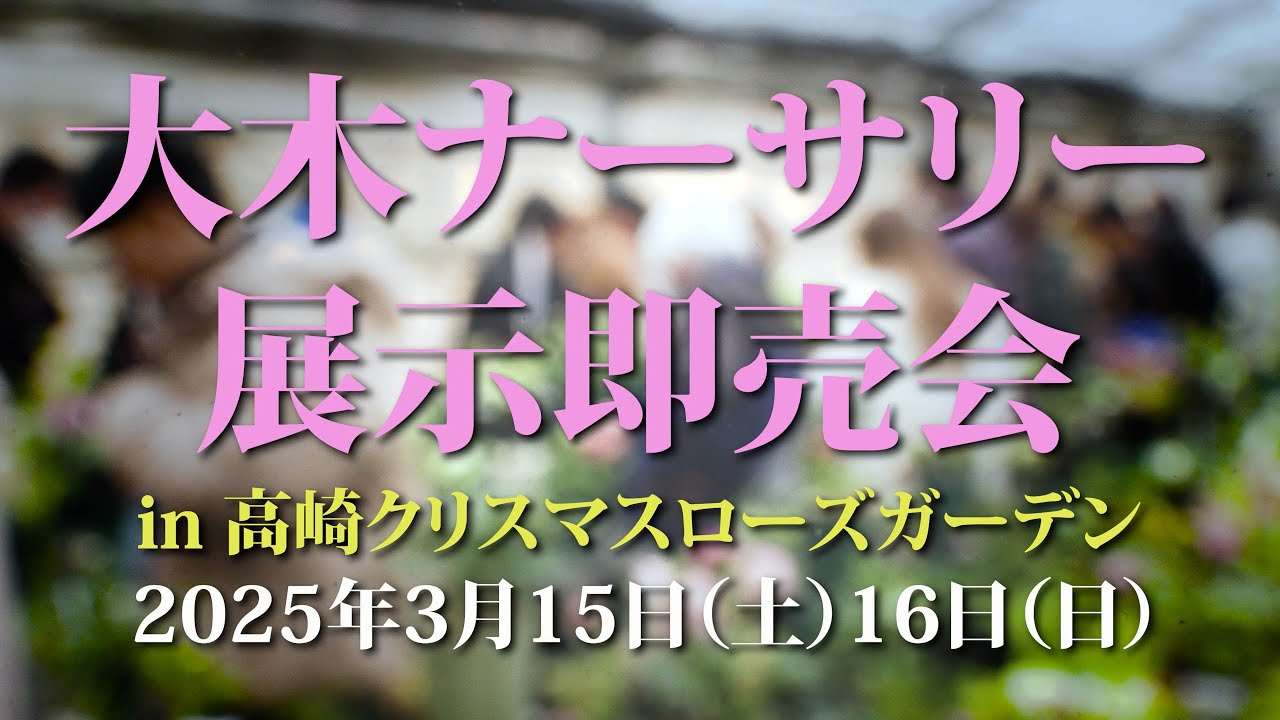 大木ナーサリー展示即売会　高崎クリスマスローズガーデン　ー富久樹園chー