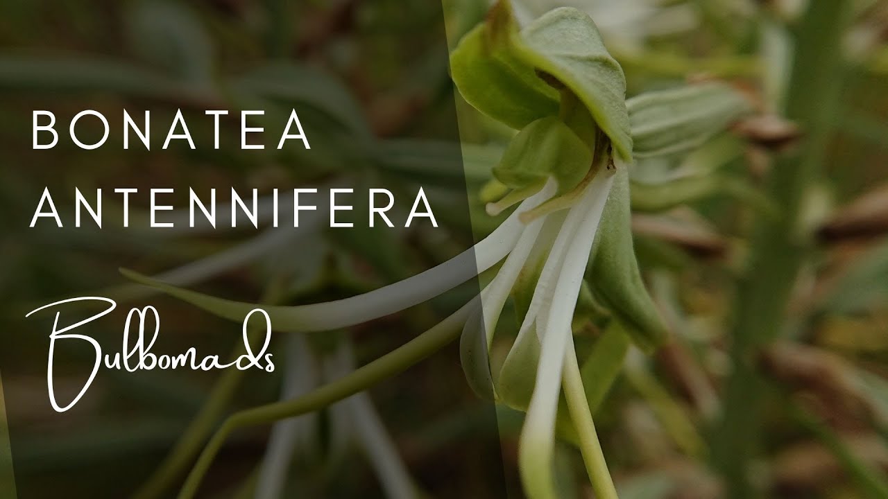 Species Highlight - Bonatea antennifera