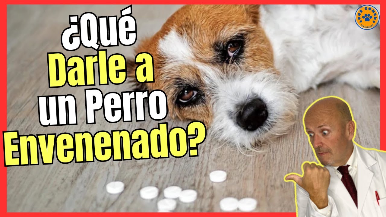 🚑 ¿QUE DARLE A UN PERRO ENVENENADO? 🚑