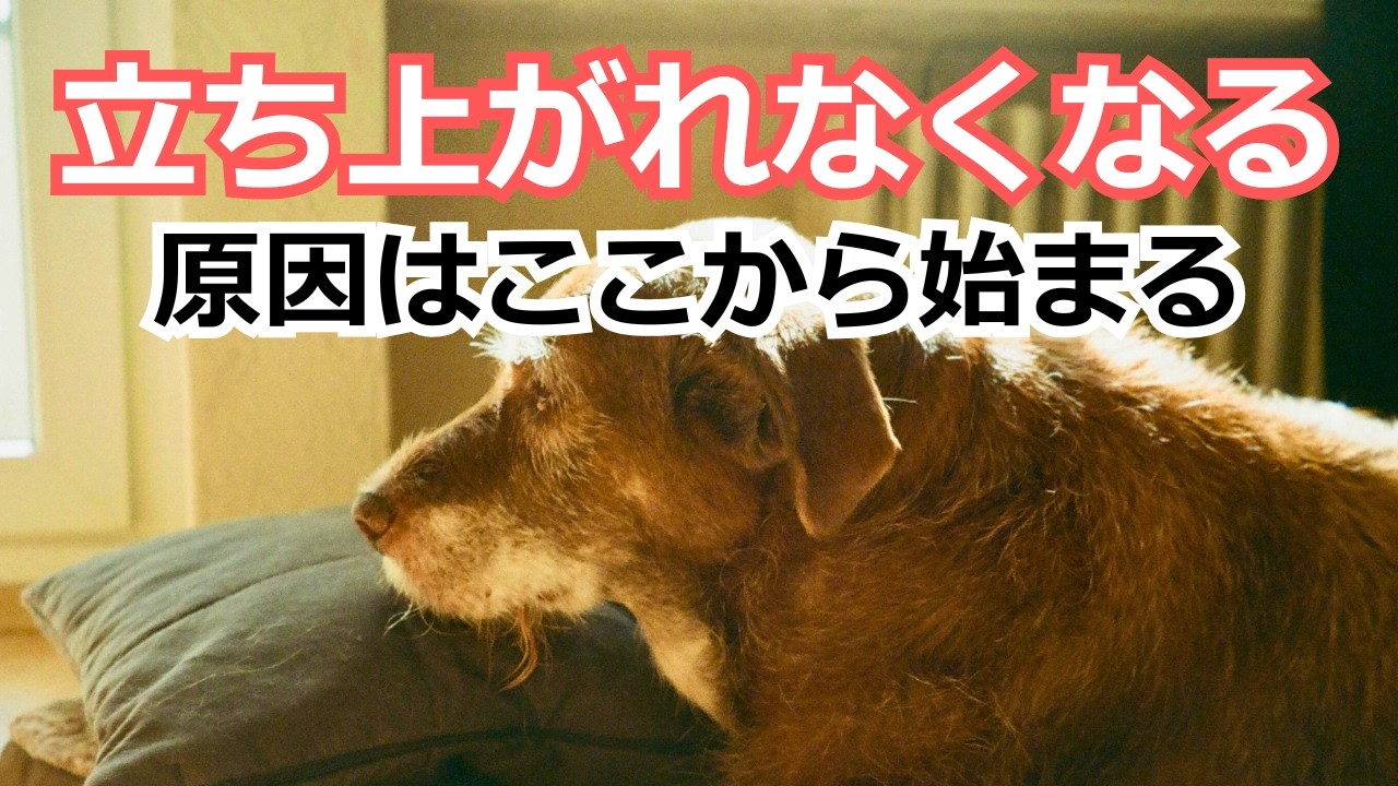 今、見逃している関節炎のサインが将来の歩行困難に繋がります