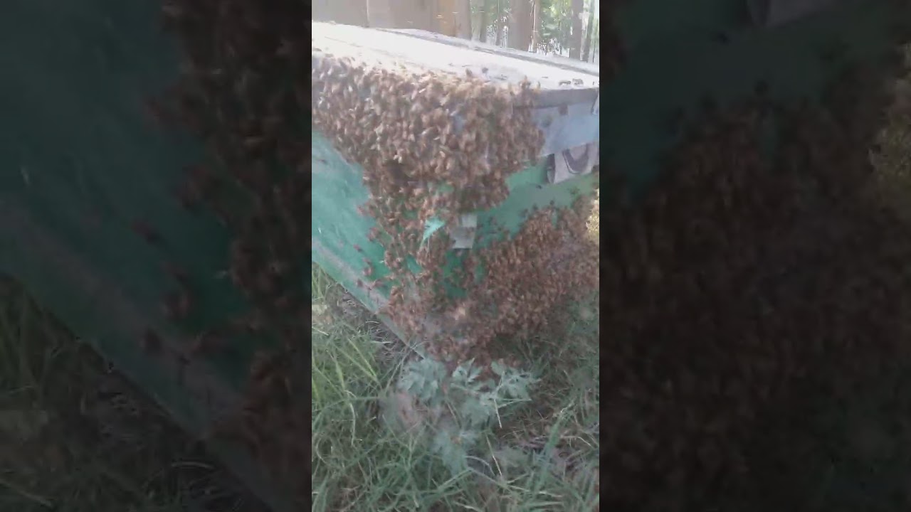 honey bee gone wrong#viral #reel