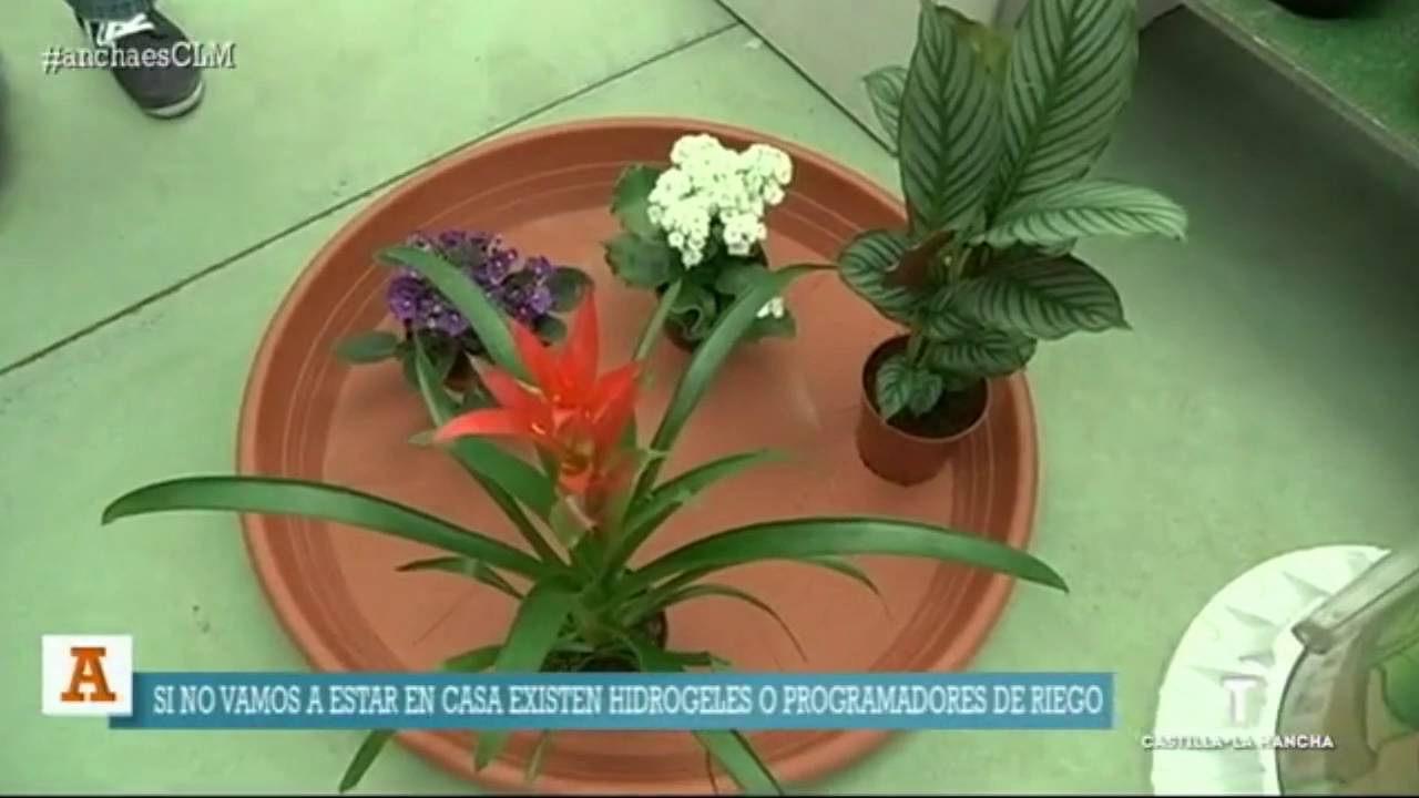 Cuidados para nuestras plantas en verano. Ancha es Castilla - La Mancha.