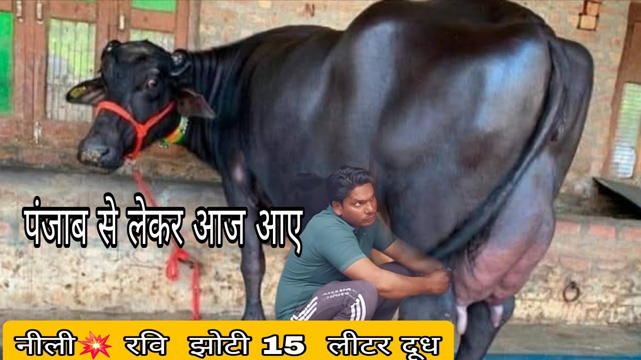 नीली💥 रवि  झोटी 15  लीटर दूध 4 दांत की नीली रवि नस्ल की झोटी  पंजाब से लेकर आज आए 💢#viralvideo 
