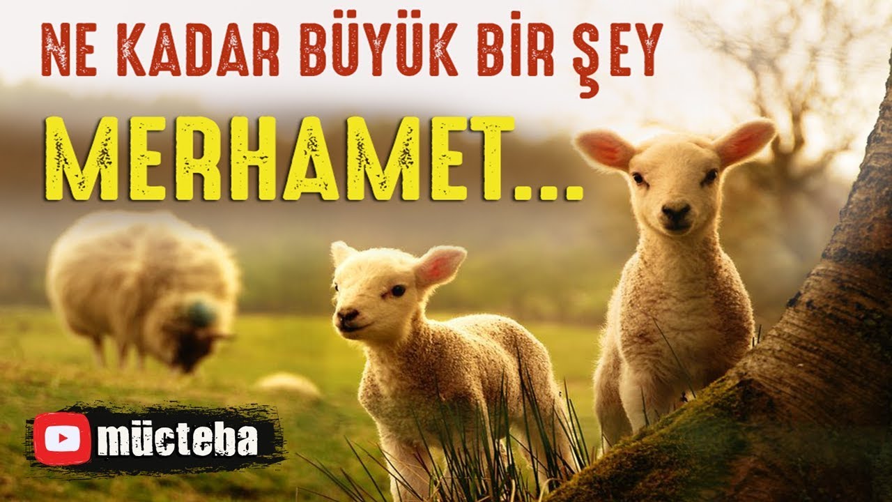 İslam'da Hayvan Sevgisi, Hayvanlara Merhamet