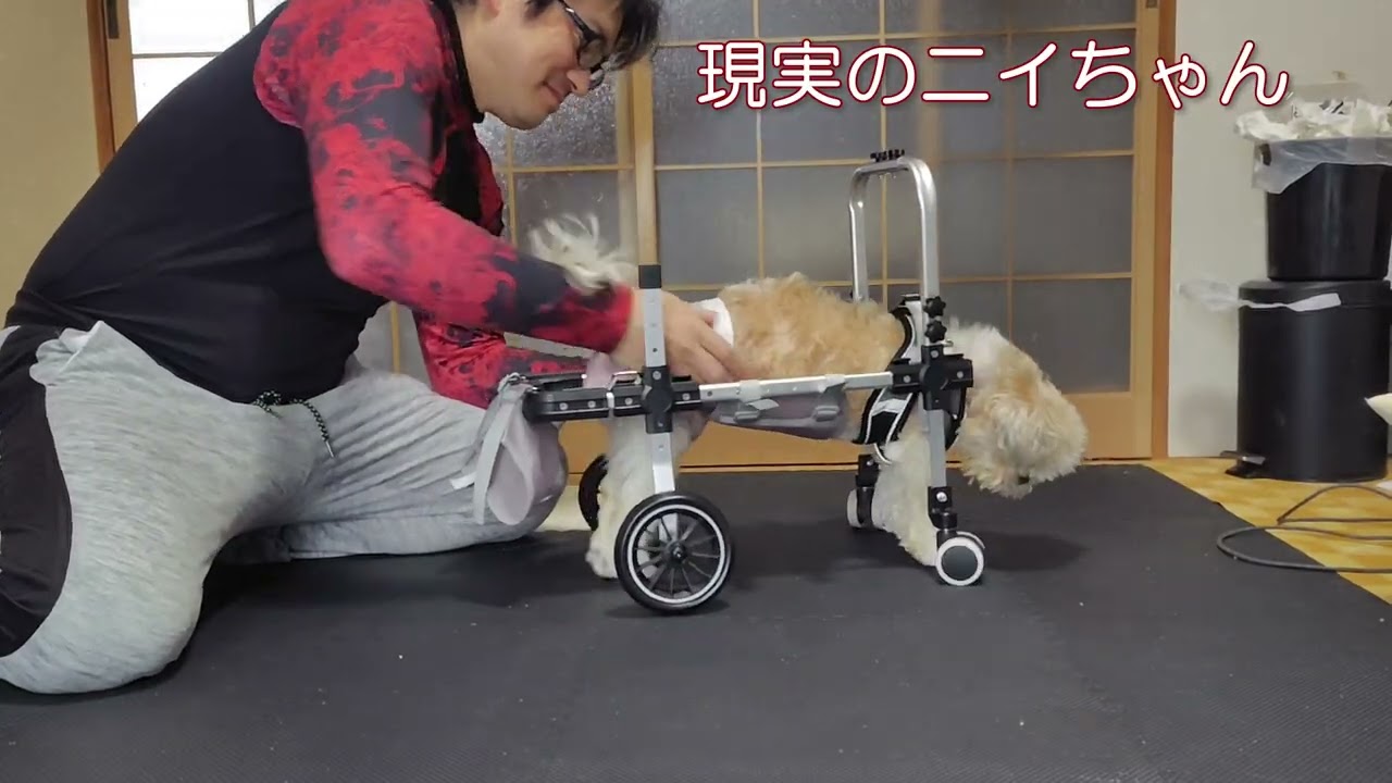 【シニア犬】ニイちゃんは「むー」と訴える【シーズー】