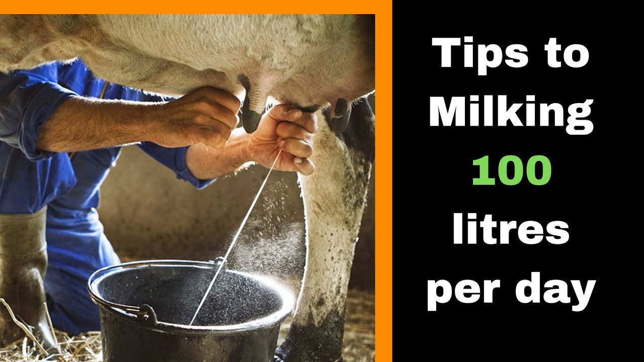 How to increase milk production in dairy cows in Kenya