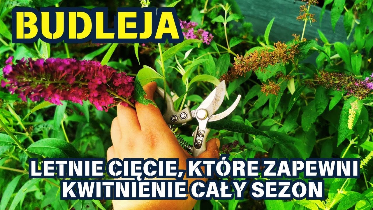 BUDLEJA - letnie cięcie, które zapewni kwitnienie cały sezon 💜 💙 🩷