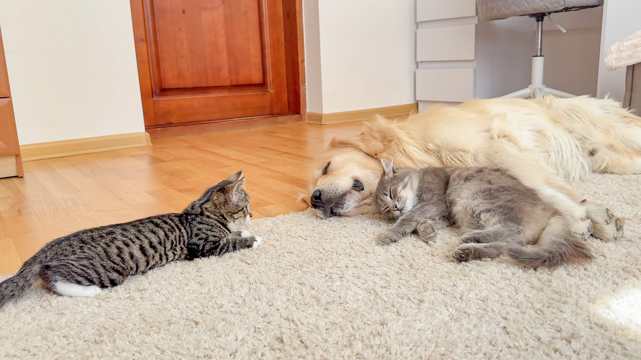 What Does a Kitten do When It Finds a Sleeping Golden Retriever With a Cat
