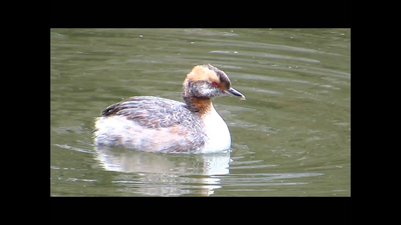 Filming the Feathers: Horned Grebes