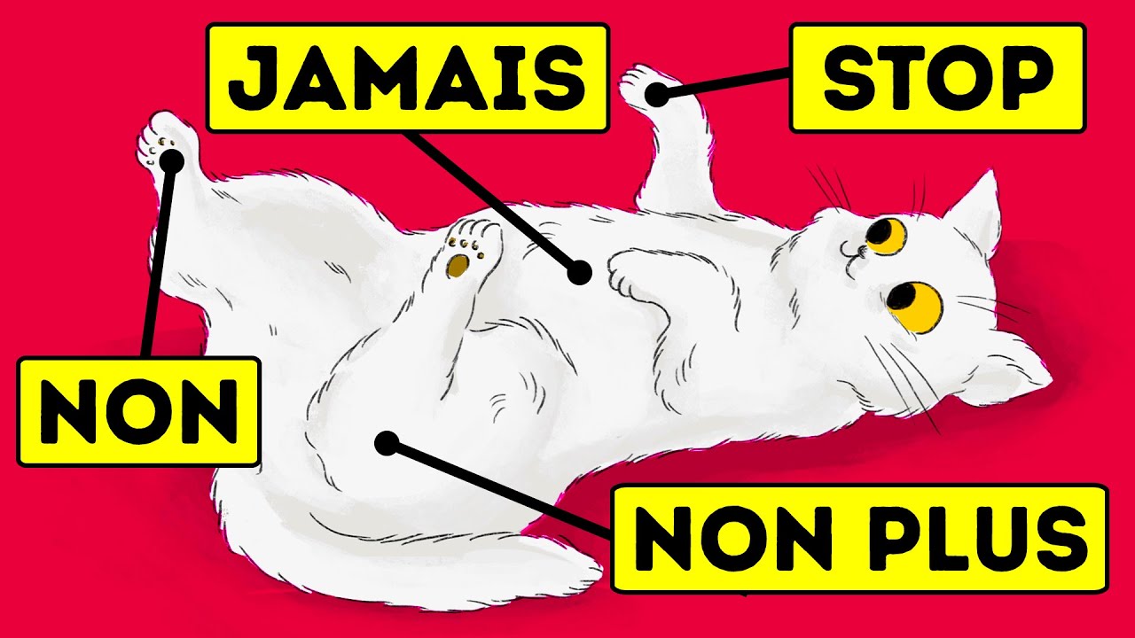 15 Choses Que Les Chats Détestent Mais Qu'ils ne Peuvent Pas te Dire