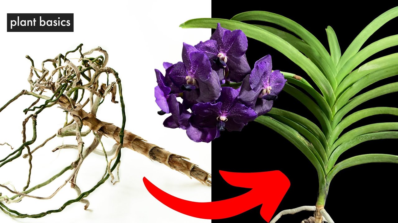 Saving A Dying Vanda Orchid From Root Rot