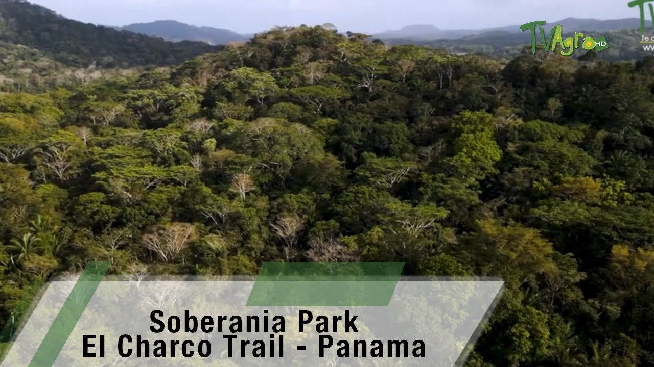 Soberania Park  el charco trail Panama