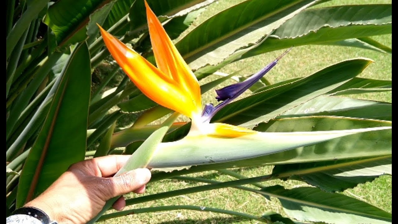 Bird of Paradise/Rare Flowering Plant/Crane Flower