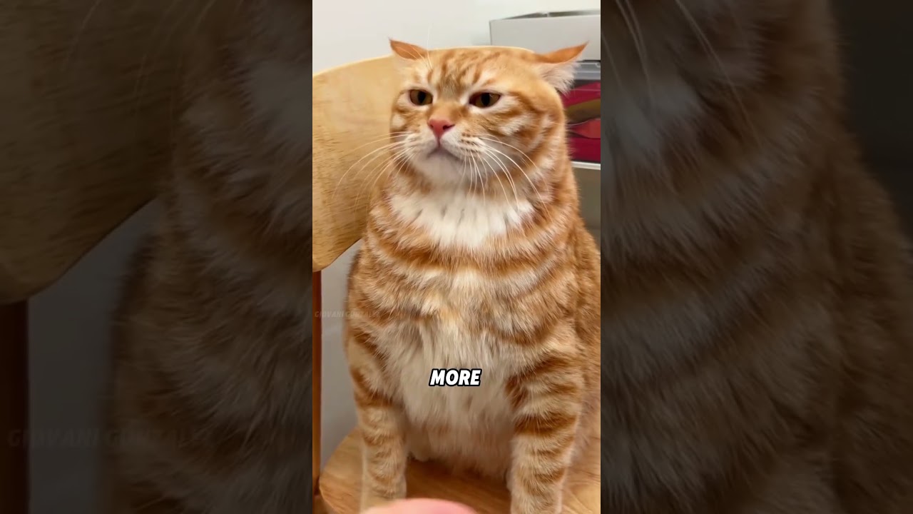 Why are cats not sensitive to high temperatures?#animals #funnyanimal #funny #cute #cat
