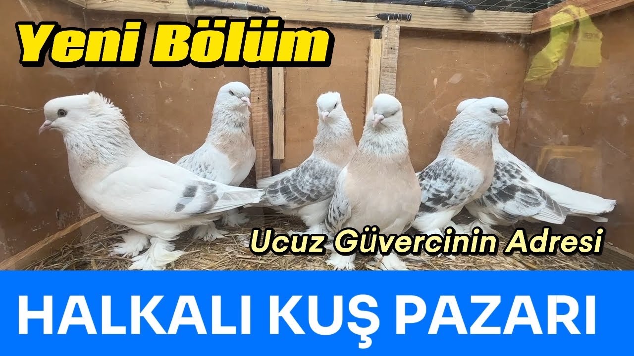 Halkalı Kuş Pazarı - Ucuz Güvercinler Satılıyor #güvercin #kuşpazarı