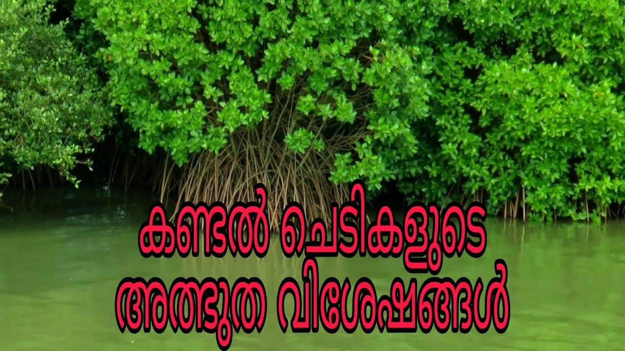 കണ്ടൽ ചെടികളുടെ അത്ഭുത വിശേഷങ്ങൾ I Wonderful facts about mangroves I SCIENCE MALAYALAM
