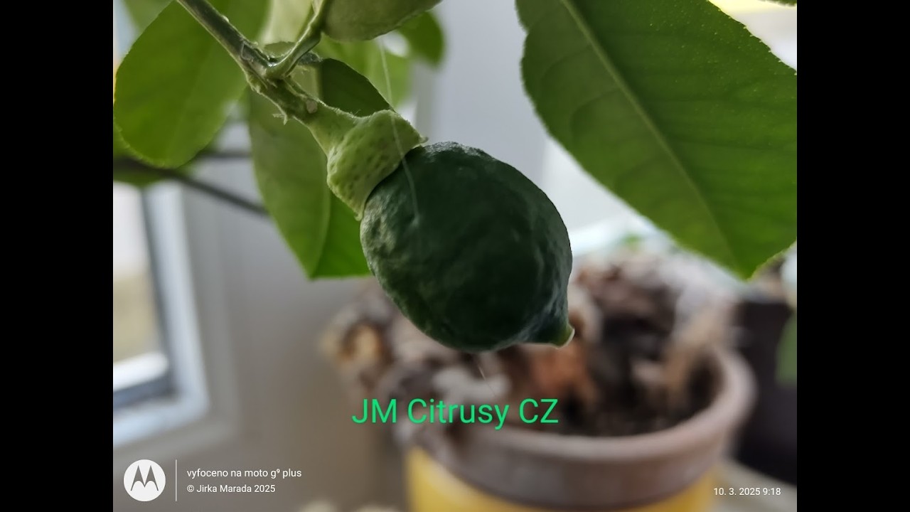 Valentýnský Speciál roku 2026 | © JM Citrusy CZ 2026