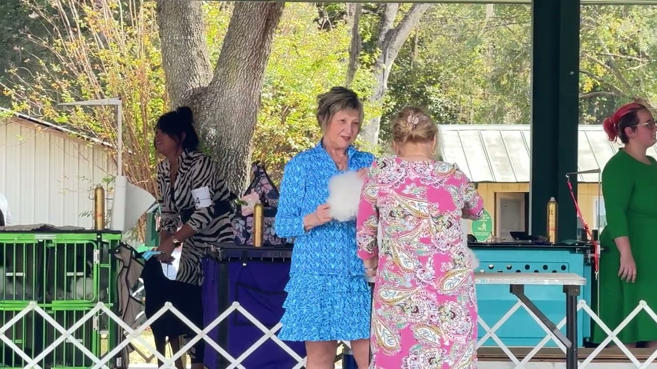2025-11-21 Bichon Frise Breed Judging Day 1 Ft Lauderdale Dog Club—Ocala FL