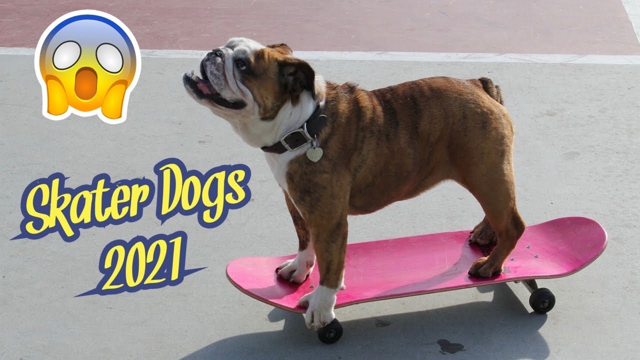 Dogs Skateboarding 🐶🛹 Awesome Dogs On Skateboards 2021 (Must Watch)