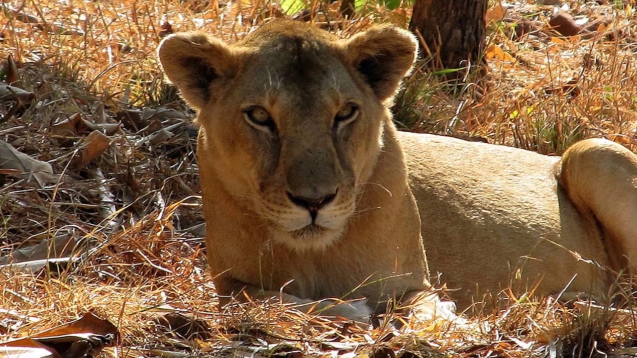 Van Vihar National Park Travel Guide & Tours | BreathtakingIndia.com