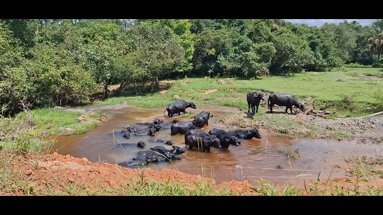 Bubalinos em seu Habitat Natural #matogrosso #fazenda #natureza #brasil 