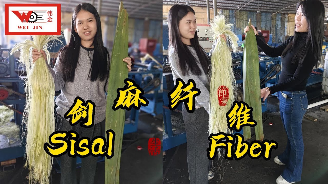 “Weida-Sisal Automatic Decorticator SGMX 1300  : 5 Tons/Hr High-Efficiency, Premium Fiber Output ✨”​