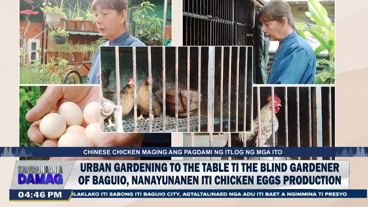 Urban gardening to the table ti the Blind gardener of Baguio nanayunanen iti chicken eggs production
