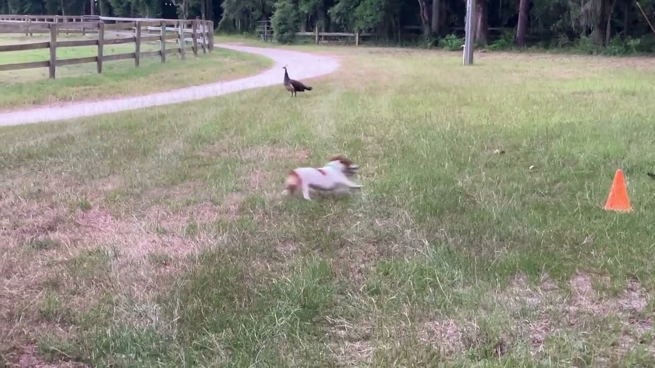 Auggy trying to get a peacock to play