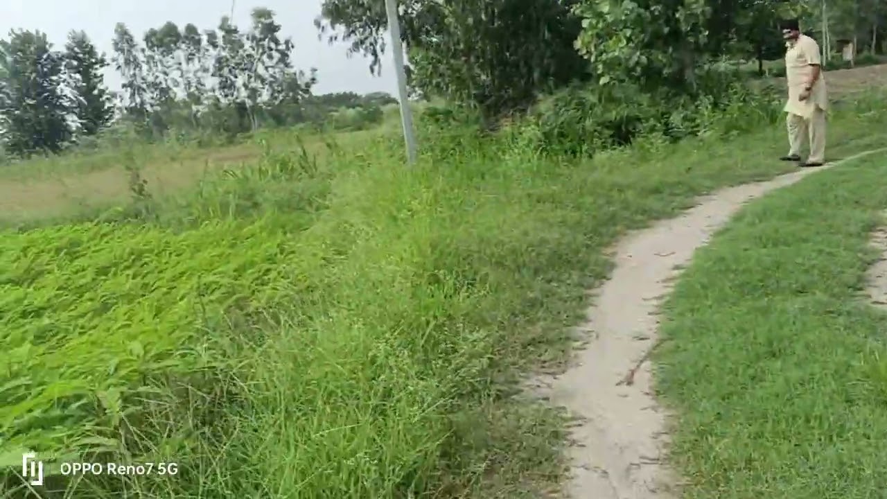 15 Killa Agriculture land for sale in Hoshiarpur Punjab 9316167007